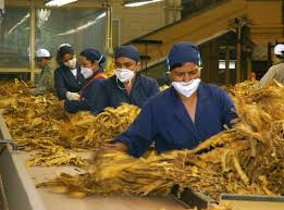 Descrição da imagem: foto de trabalhadores uniformizados com camisa e touca azul marinho, usando máscaras brancas. Eles manipulam folhas de tabaco sobre bancada.
