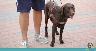 foto de um cão-guia guiando uma pessoa.